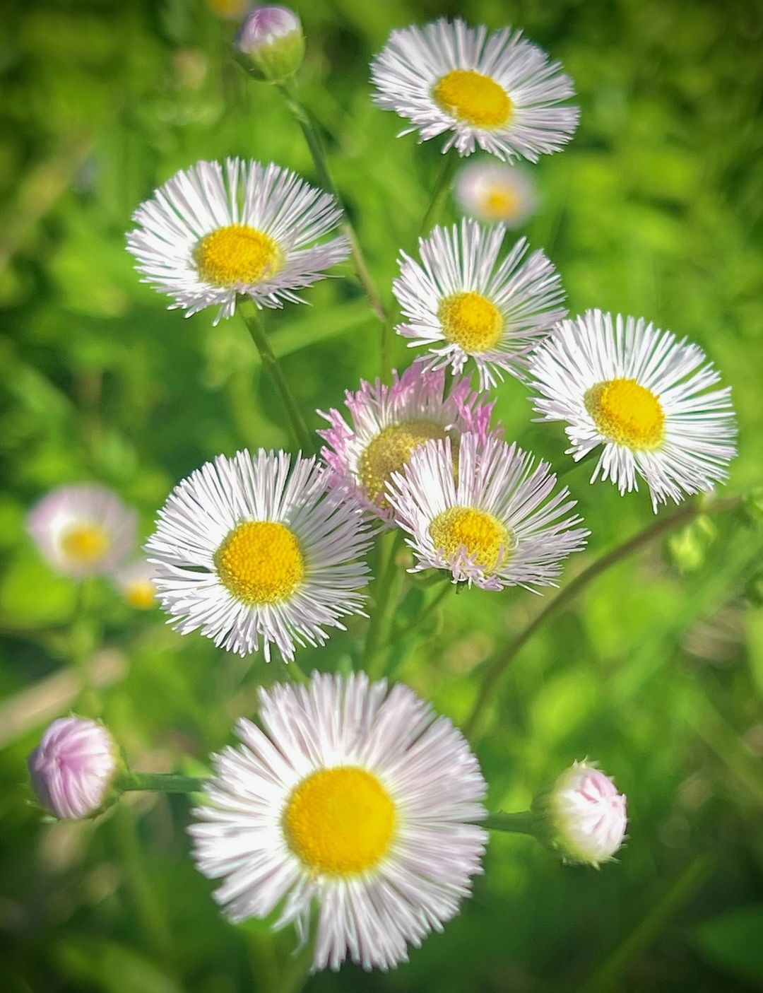 barre daisies