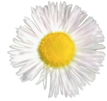 One Daisy